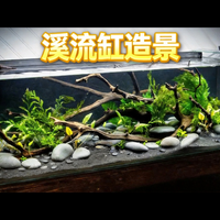 百元开缸、溪流风低维护 | 水族造景9.7日报