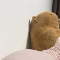 刷屏国内互联网的无毛猫，在荷兰已经"违法"了：养斯芬克斯前，先把这三个误读拆掉