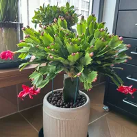 蟹爪兰9月催花先算三笔账：掐尖只剩这一周，三年不开花多半是夜里那盏灯的锅，还得先确认你养的不是假昙花