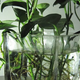 水培植物都有哪些：常见水培植物品类汇总及特点解析