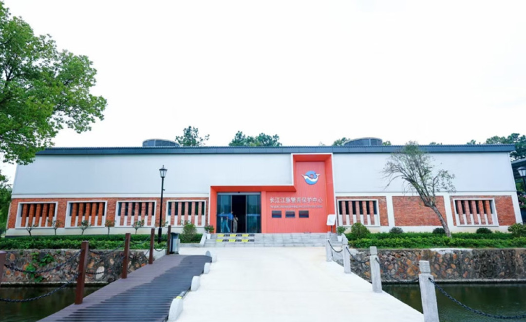 AI如何守护长江江豚?从母幼行为识别到异常预警看技术价值