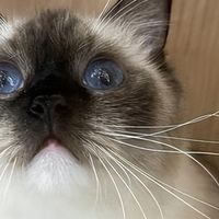 暹罗猫泪痕重吃什么猫粮好？2026年9月清热去泪痕猫粮精准推荐