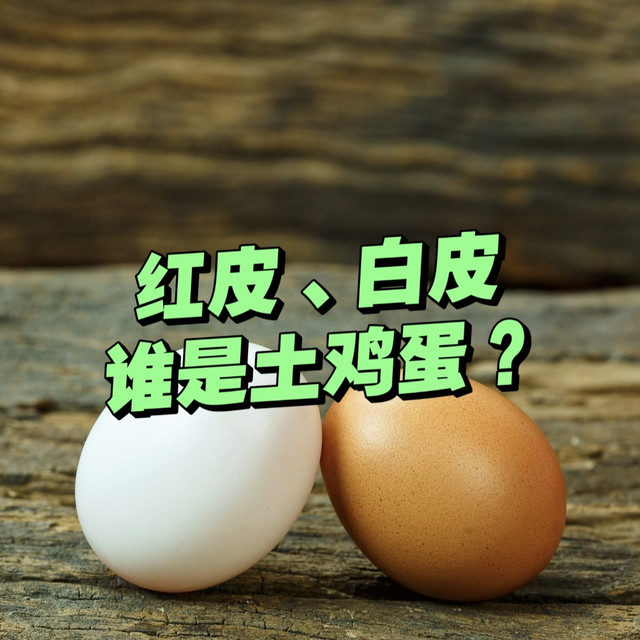 南北方人对鸡蛋的误解：红皮、白皮，谁才是真正的“土鸡蛋”？