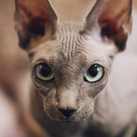 Kocat无毛猫能用人用沐浴露吗？别再瞎洗毁皮肤❌
