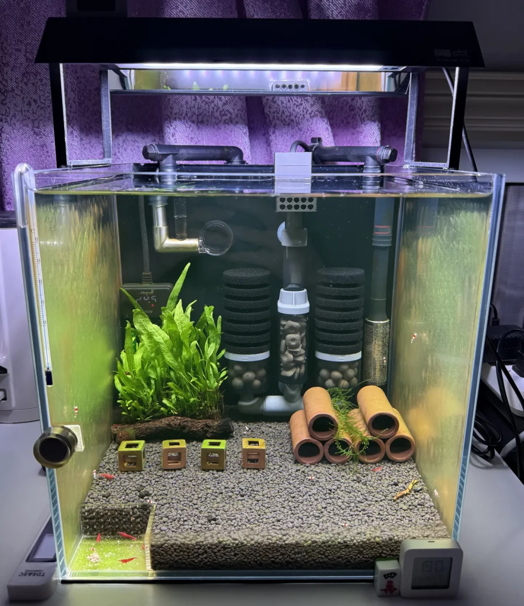 入缸那天好好的,第七天开始团灭?虾的死亡时间线就是死因表:翻完全网80多条虾缸翻车帖,秋补虾的带宽、过水和止损单都在这了