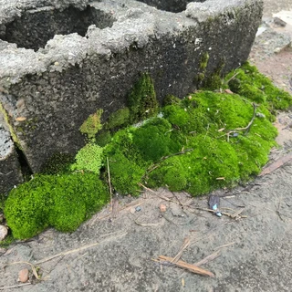 夏天养死的苔藓瓶先别扔：白露抢救窗口已经开了——先做一次回水测试，看懂三种假死一个真死、三档价格梯和一张秋冬时刻表，再谈重启