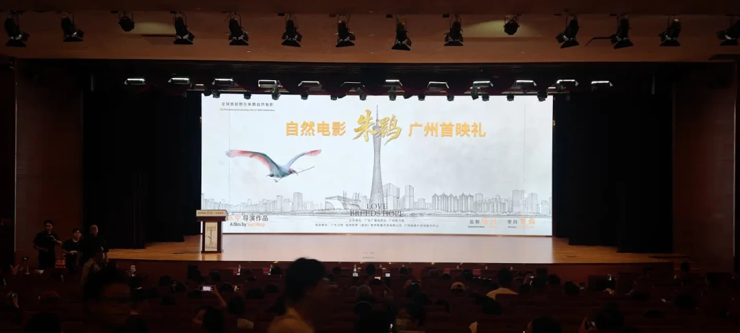 上映口径