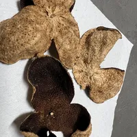 保心安油➕陈皮烧擦治娃夜咳的偏方走红：3天1199个家庭收藏，评论区已出现“全身红疹”反例——先看清烧在娃背上的那片陈皮