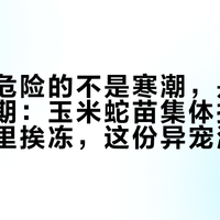 入秋最危险的不是寒潮，是供暖前空窗期：玉米蛇苗集体拒食、守宫夜里挨冻，这份异宠温控账单和清单48小时内照做