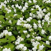 张一元茉莉花茶“香得头晕”，到底是不是香精？