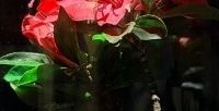 美丽的花朵