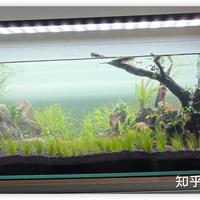 草缸打碳先看缸再看预算：1块5的咖啡机气瓶、3981赞的灭火器改装，翻遍全网六条碳源路线给你排出真实价格表
