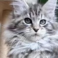 缅因猫太胖吃什么猫粮好?2026年9月控重猫粮推荐与科学选粮指南