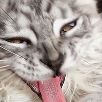 2026年9月猫粮怎么选?口碑猫粮推荐与实用选购指南