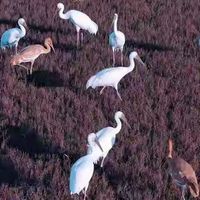 儿童记忆力总跟不上？陪读家长按学习负荷看4类儿童补脑营养品