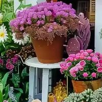 15种公认“爆花小机器”，花量大、好养活，四季都能“花开不断”