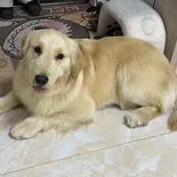 秋天发情季找上门，大型犬家庭在手术台前吵翻了：4种"绝育时机"说法打架，先把账单和窗口期对一遍再开刀