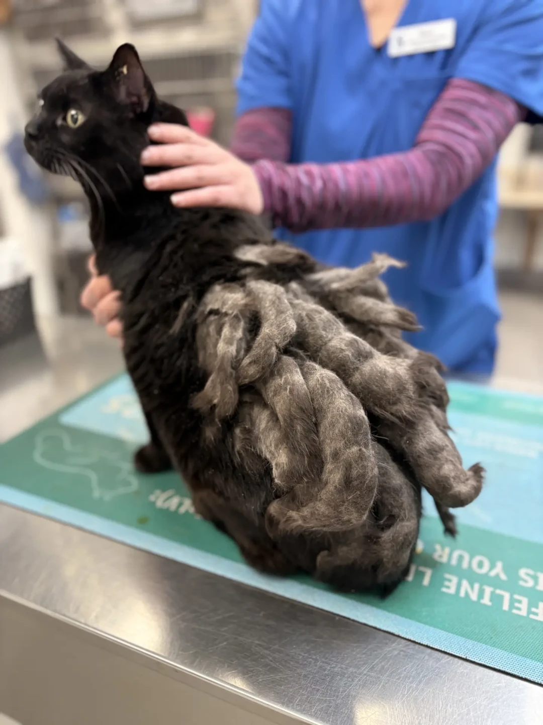 #长毛猫剪成短毛猫了#刷屏:笑完之后,长毛猫家长在为180-300元一小时的开结费肉疼