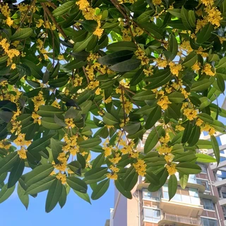 桂花饮品刷屏了，桂花却还没开：下单前请看这4件事和1笔账