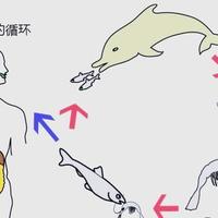 山姆三文鱼寿司风波背后暴露生食标准错位与品控隐忧