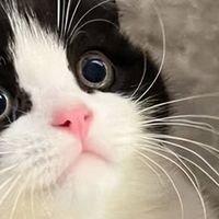 2026年9月长肉猫粮排行榜，偏瘦猫咪专属增肥发腮猫粮推荐