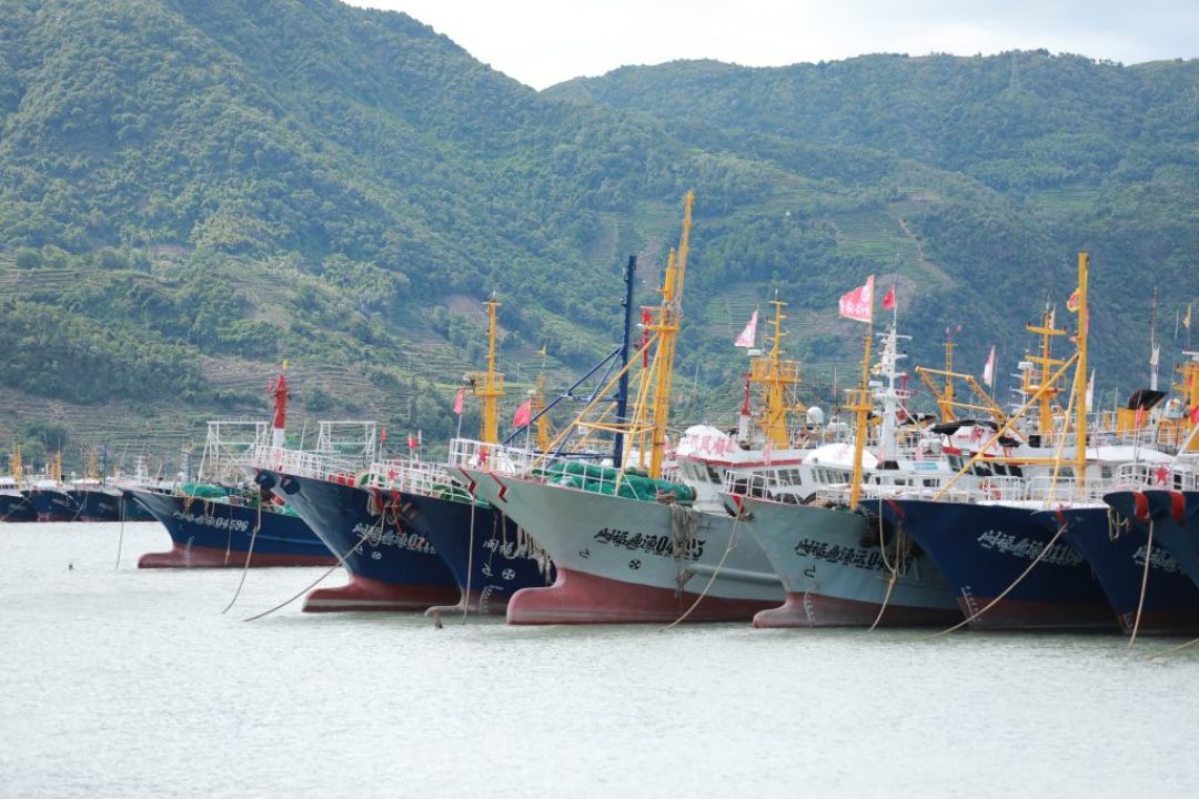 “风浪越大鱼越贵”?白海豚已登陆,“台风鱼”说法的三个阶段里,两个是坑