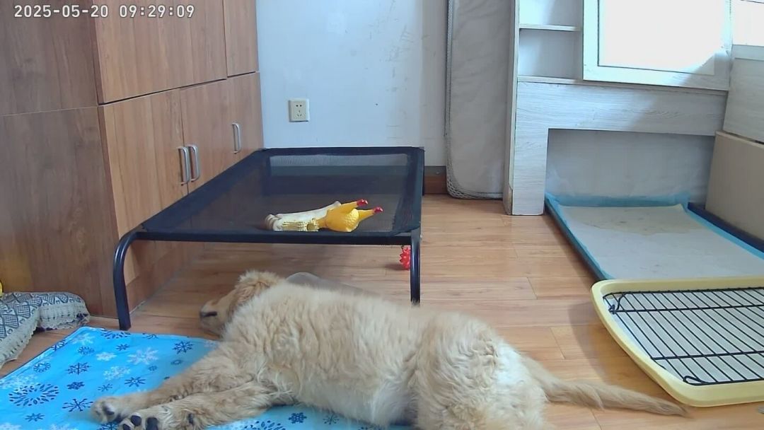 给狗独自在家开空调,