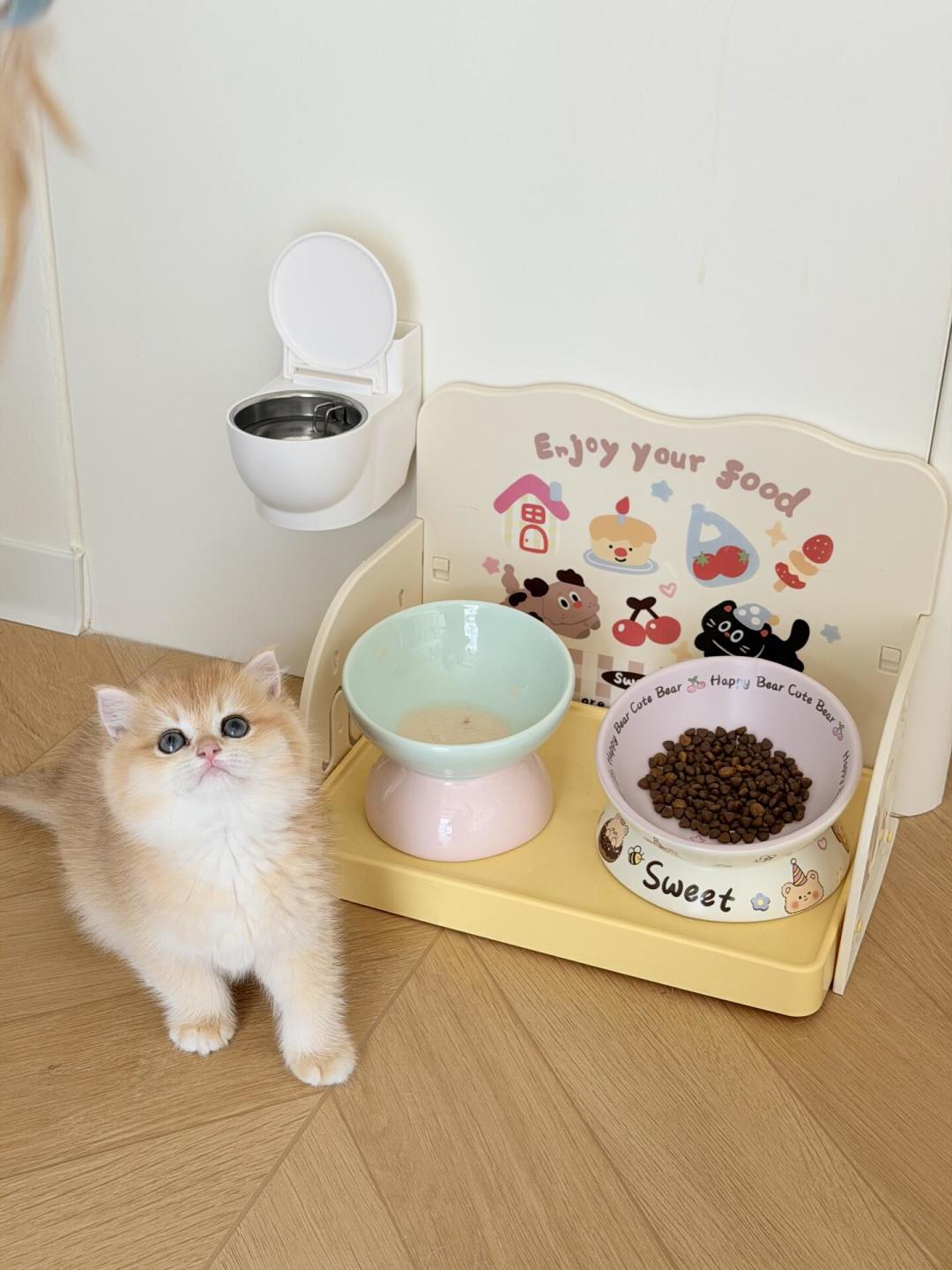 上千只猫患病、检测却全合格：“猫粮致瘫风波”僵持满月，猫主人先做这4项自查再下结论