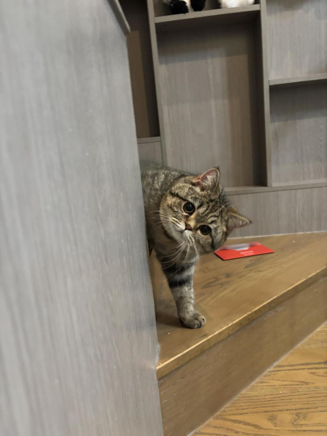 上千只猫患病、检测却全合格：“猫粮致瘫风波”僵持满月，猫主人先做这4项自查再下结论