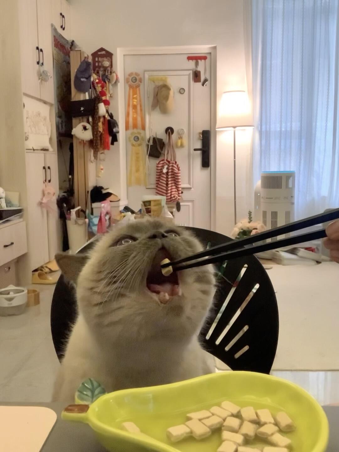 上千只猫患病、检测却全合格：“猫粮致瘫风波”僵持满月，猫主人先做这4项自查再下结论