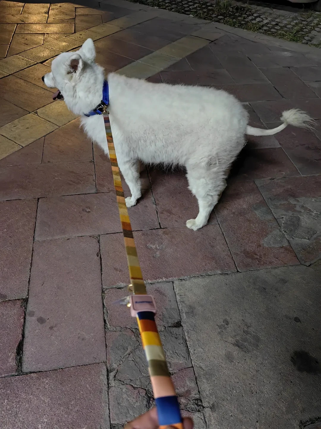 成都养犬新规施行第9天:狗证卡在审核、犬伤人要“先垫付”,养犬人这份行动清单值得存