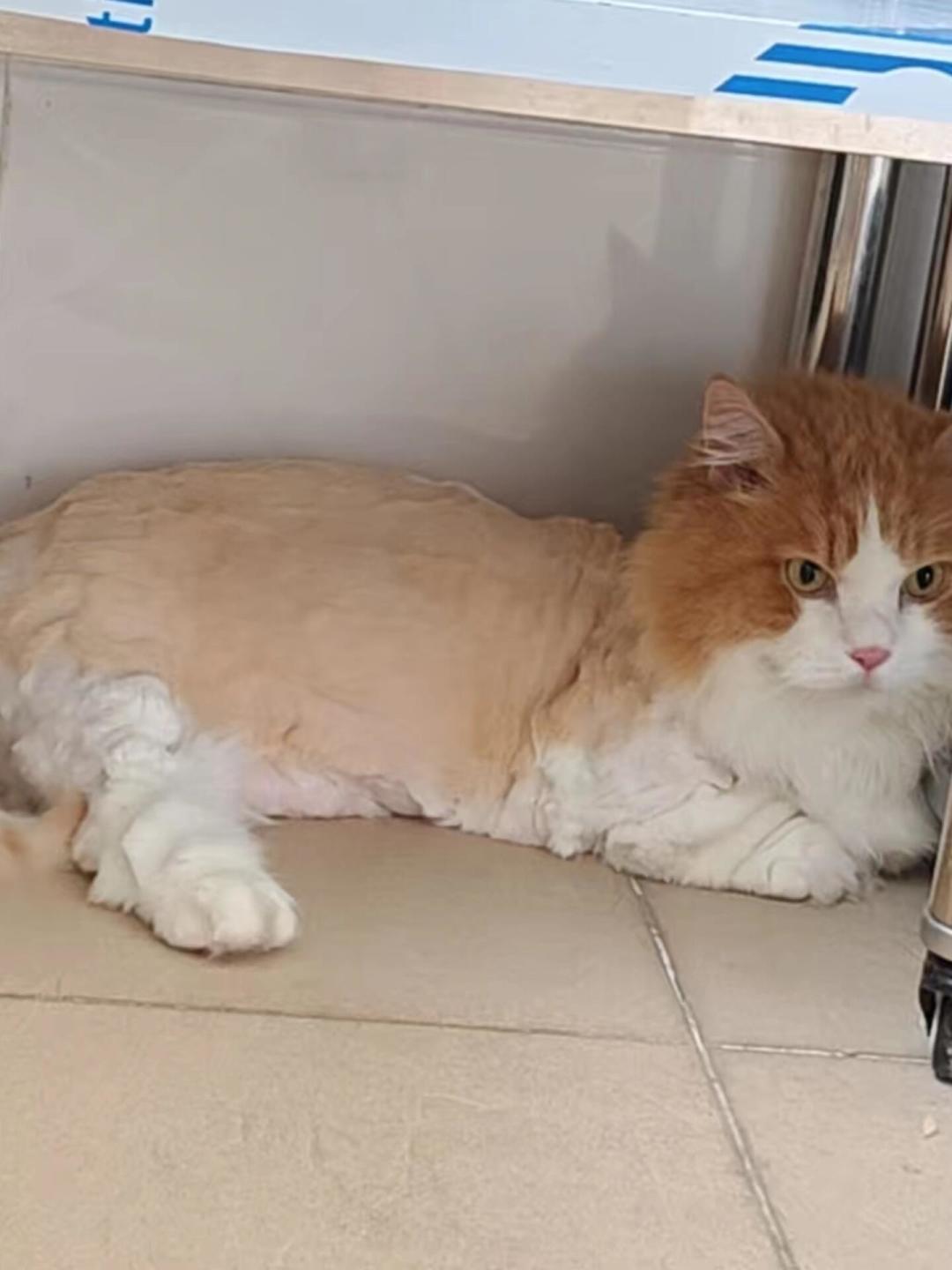 天热想给猫剃毛?两派真实案例拉通看:这层毛是“空调被”,真正需要剃的只有4种情况