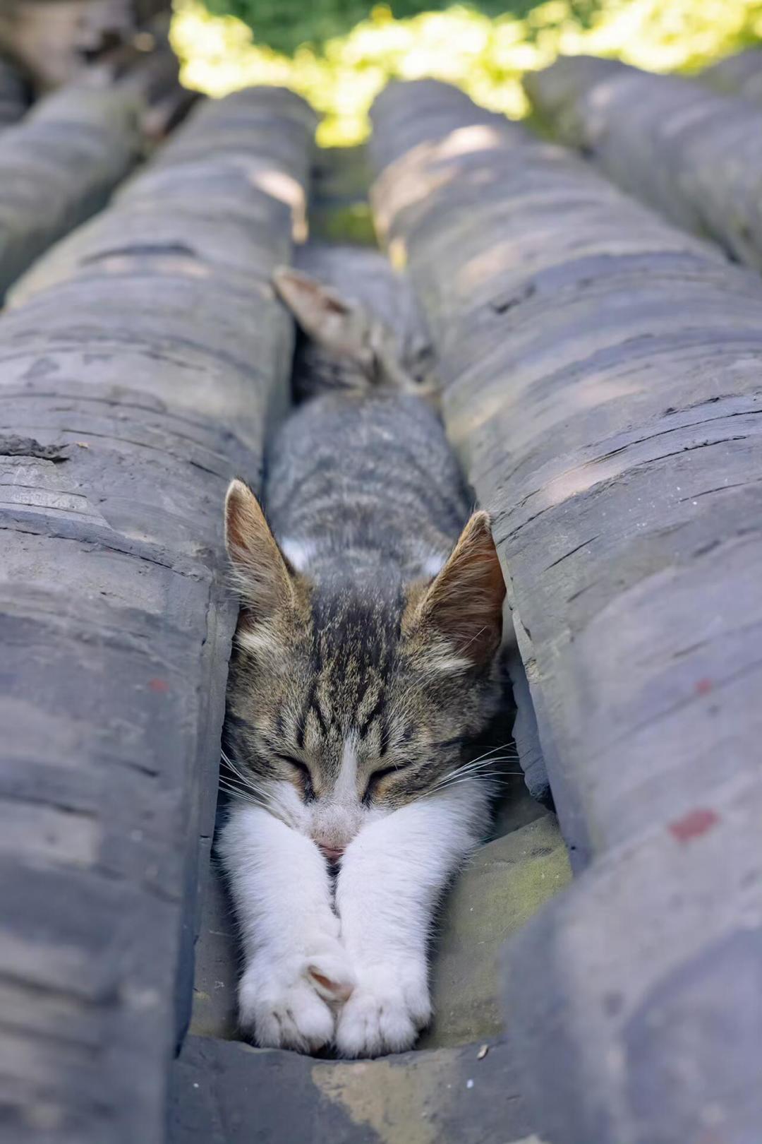 天热想给猫剃毛?两派真实案例拉通看:这层毛是“空调被”,真正需要剃的只有4种情况