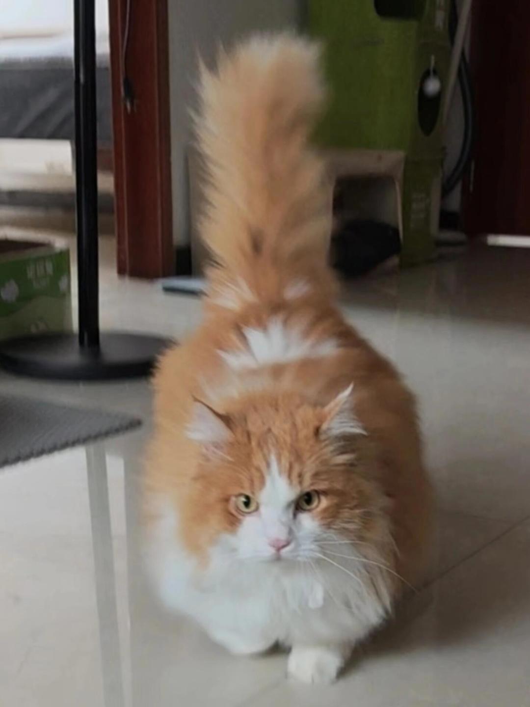 天热想给猫剃毛？两派真实案例拉通看：这层毛是“空调被”，真正需要剃的只有4种情况