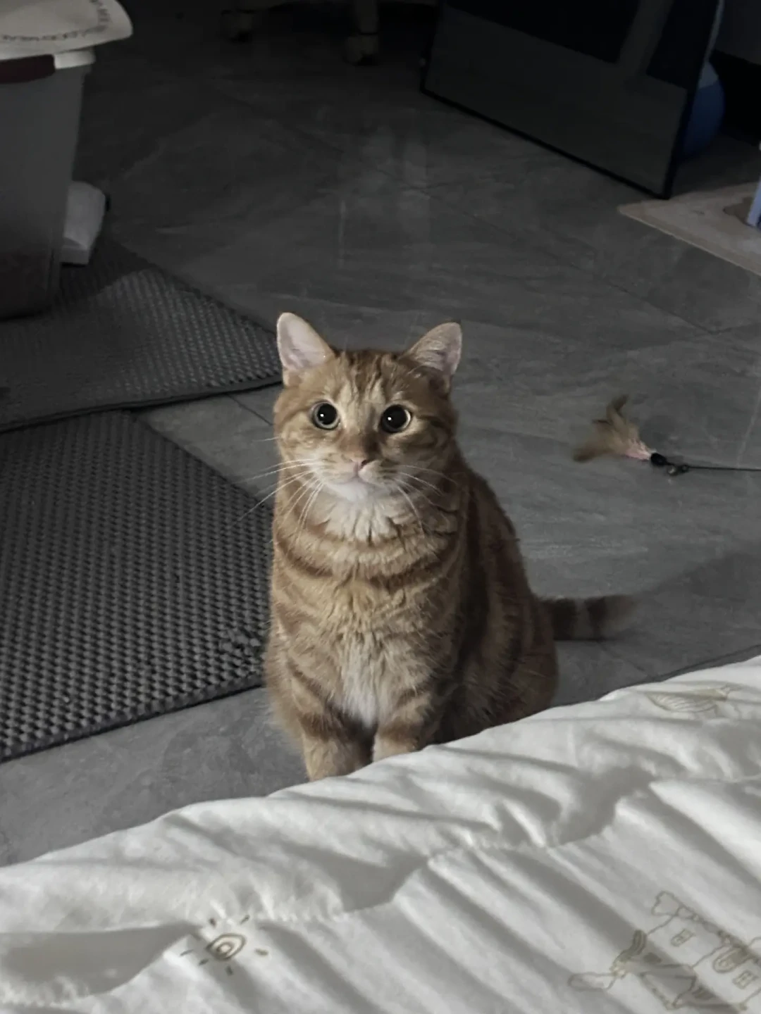“主食猫条”刷屏，单价是主食罐三四倍：是不是真主食，翻过包装看三处