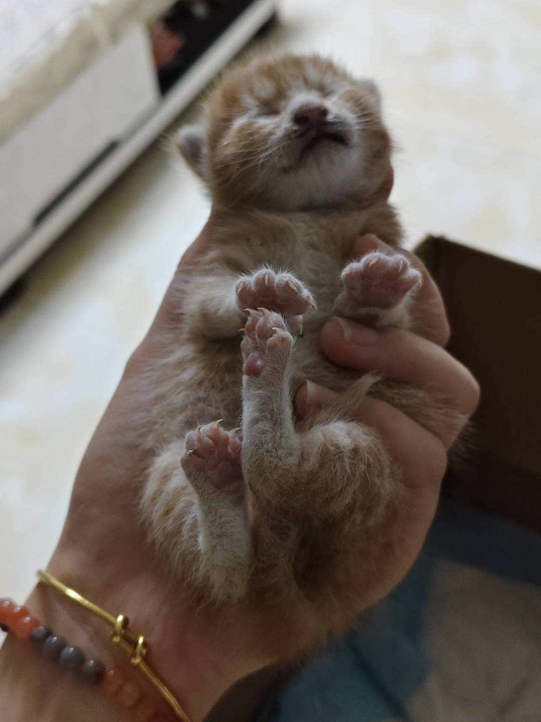捡到小奶猫?前72小时是生死线:共识、争议和钱的事一次讲清