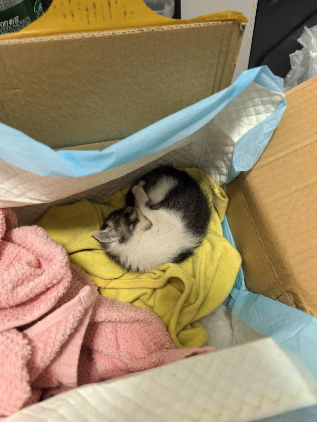 捡到小奶猫?前72小时是生死线:共识、争议和钱的事一次讲清