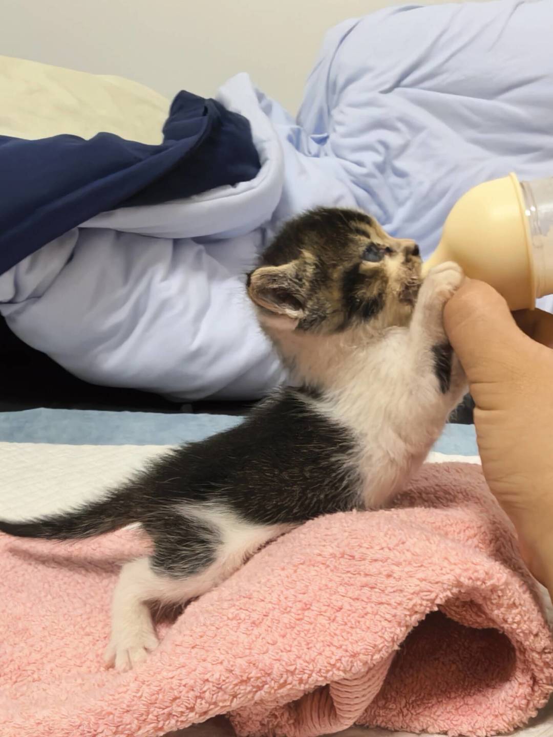 捡到小奶猫?前72小时是生死线:共识、争议和钱的事一次讲清