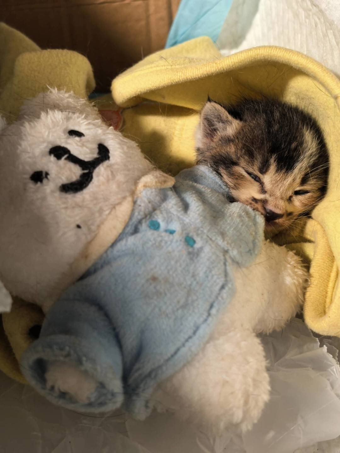 捡到小奶猫?前72小时是生死线:共识、争议和钱的事一次讲清