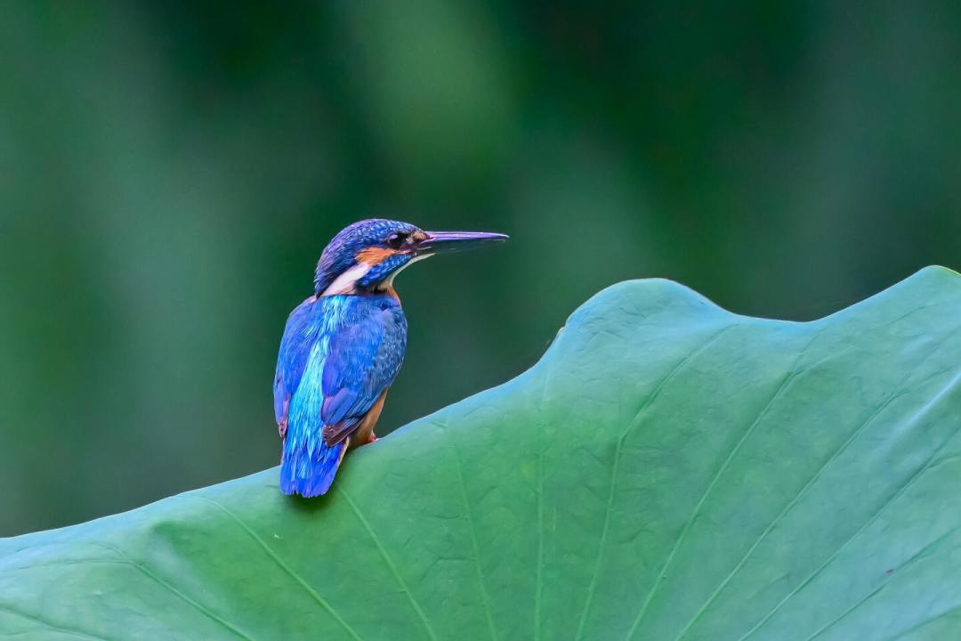 佳能RF 300-600mm f/5.6九月登场:打鸟、拍机、追星党,现在买还是等?