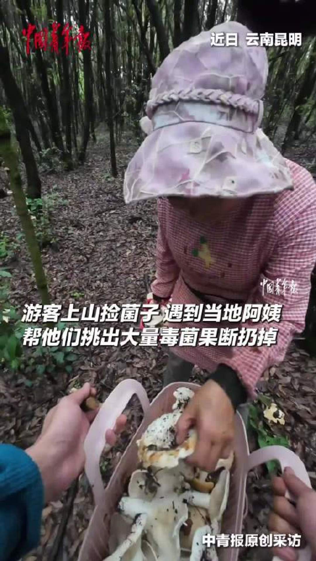 当地阿姨帮游客挑出毒菌