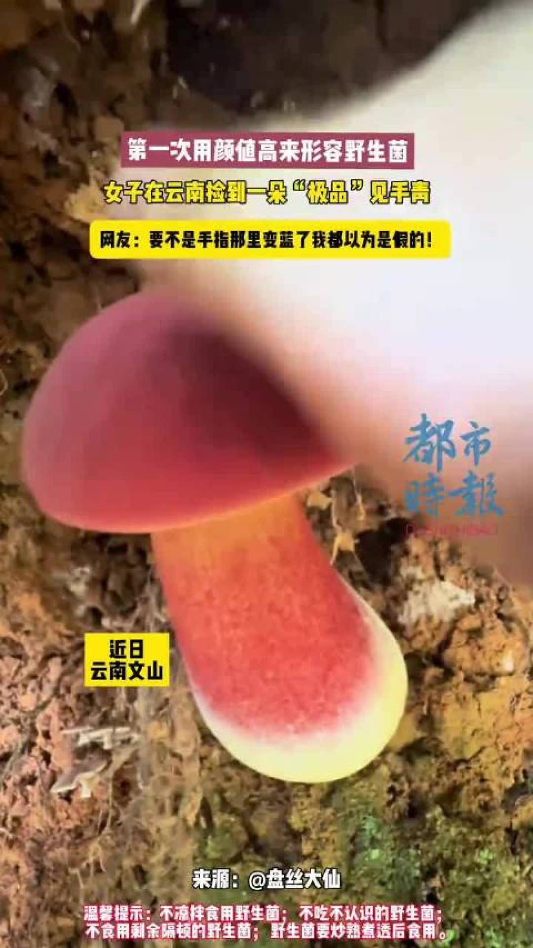 品相绝佳的见手青