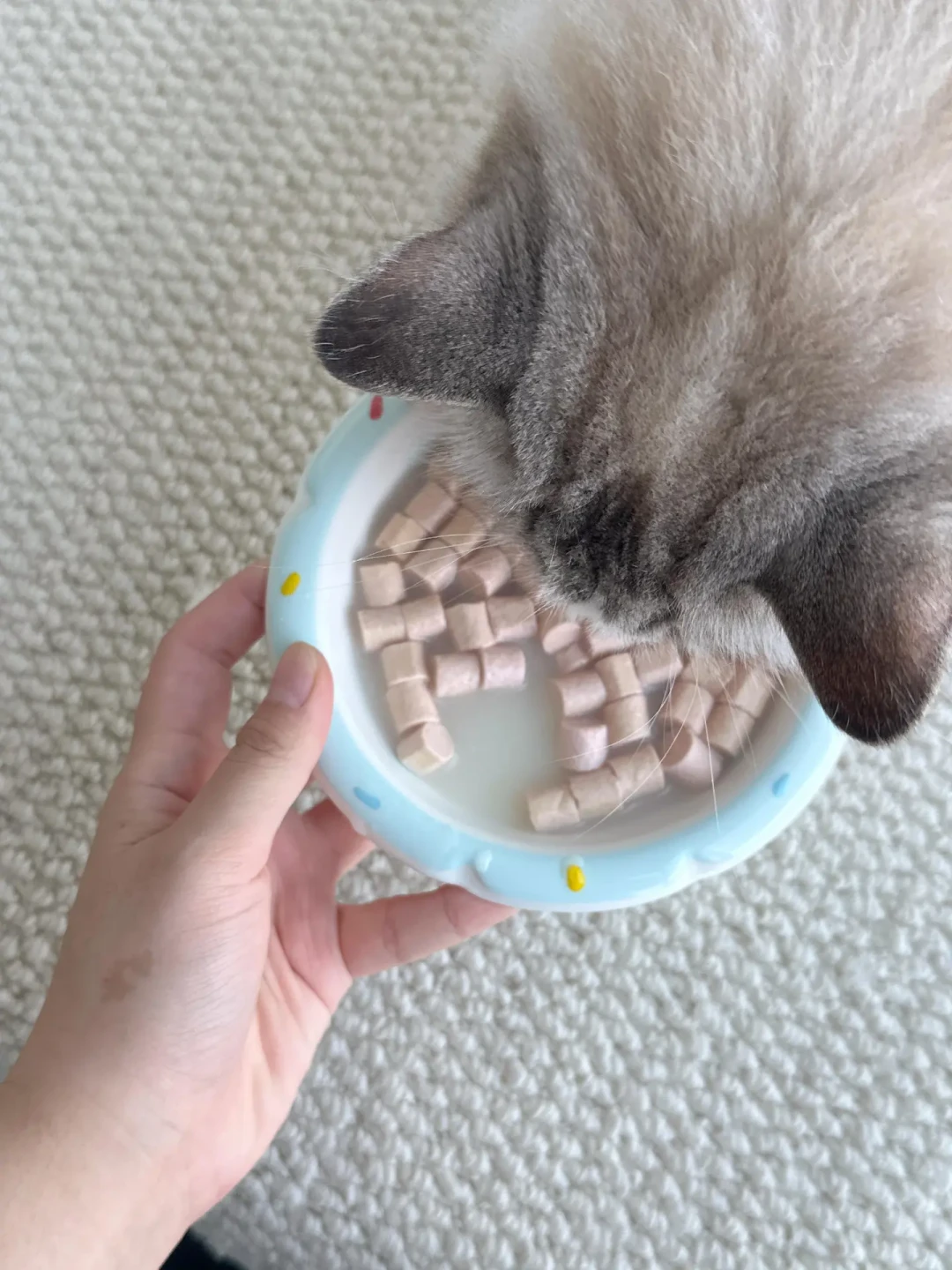 猫条翻车后改喂冻干?先算清一斤冻干里到底有几斤肉
