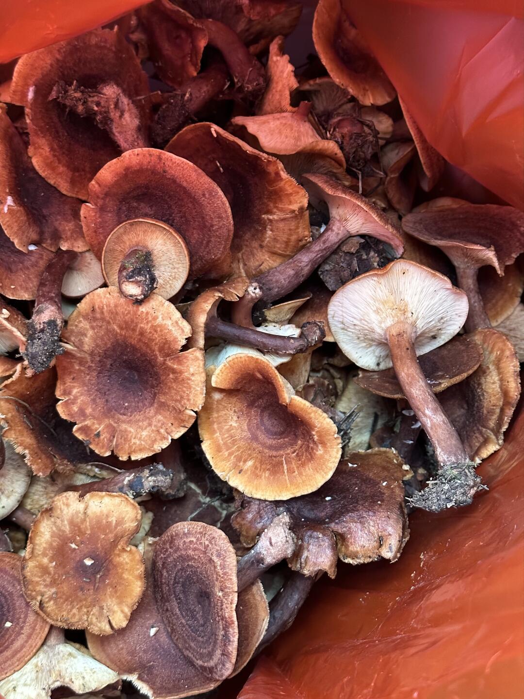 菌价摸到一年里的低点,但也是网购菌子翻车高发期:15个踩雷案例归纳出6种套路和一张行情参照表