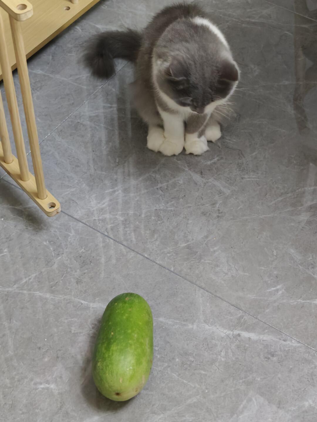 猫抱冬瓜冲上热搜,第一批