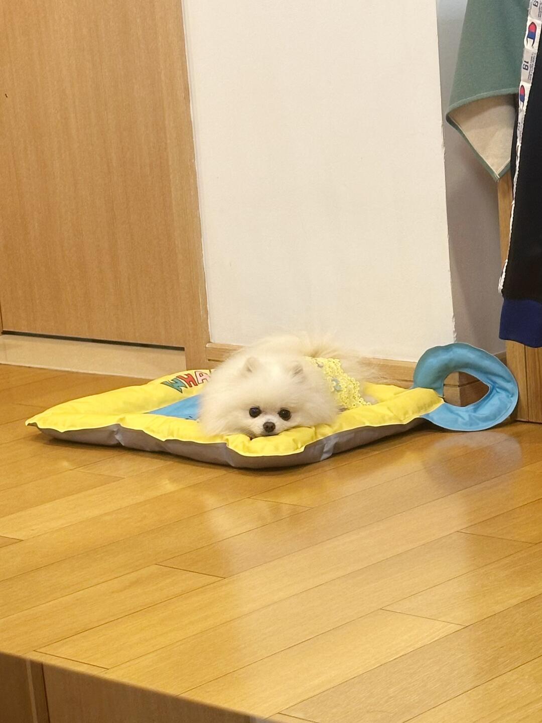 猫抱冬瓜冲上热搜,第一批