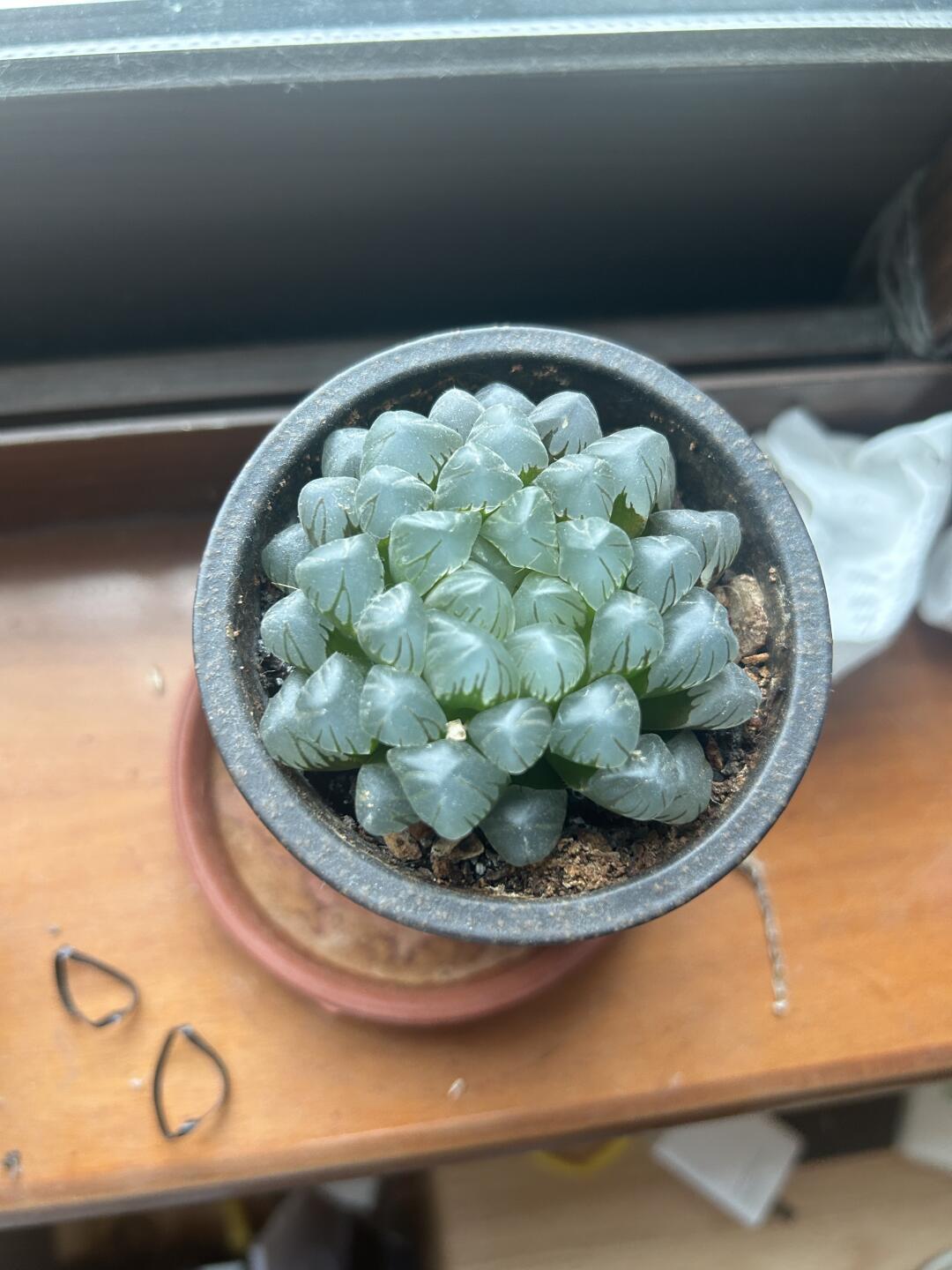 9月换盆快到了:网上流行的4种DIY花盆,省钱还是“植物杀手”,我替你算了一遍