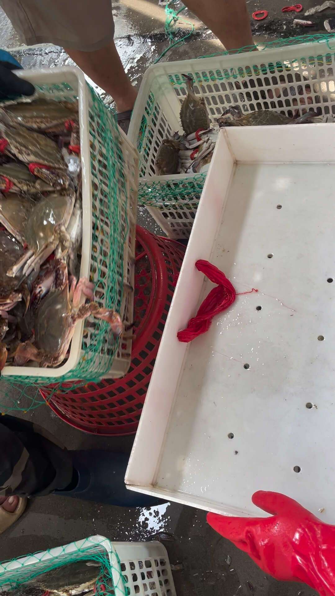 今天东海开渔,头网梭子蟹明天到:到港价七八十元一斤,这口鲜值得抢吗