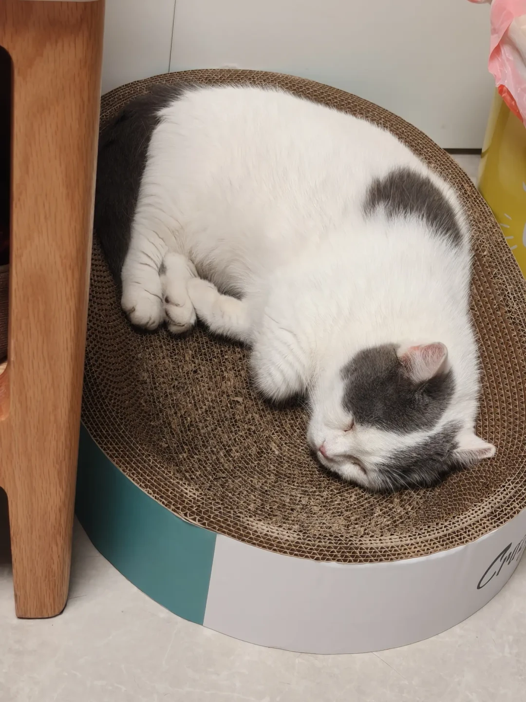 电费352元vs中暑一次1800元:给猫整天开空调是“自我感动”还是该花?算完就清楚