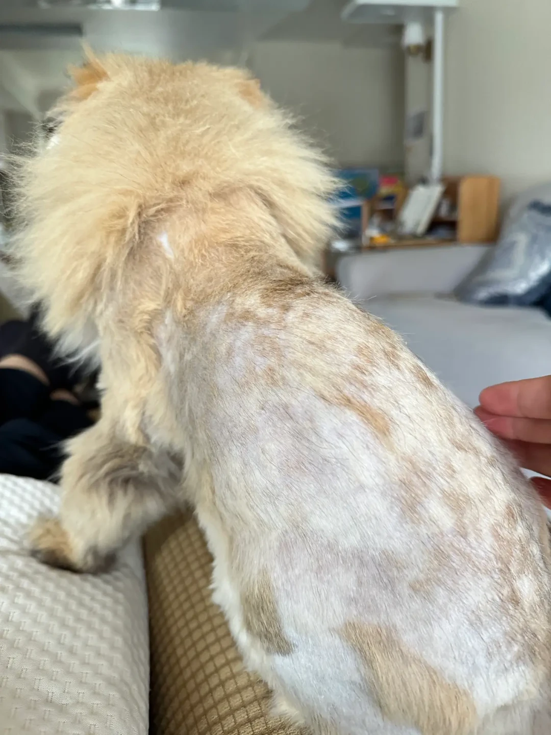 萨摩耶剃毛后不长毛、柴犬晒黑:秋老虎天还想给毛孩子剃毛的,先看完这本成本账
